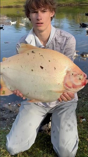 Giant albino pacu caught in Florida! #pacu #fish #fishing