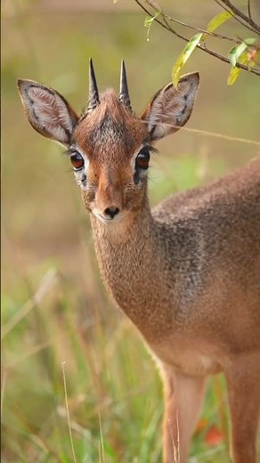 Meet the world’s tiniest antelope — and the cutest survivor ever.🦌 #MiniSpark #DikDik #viral