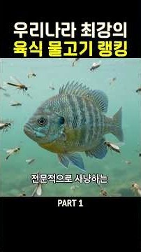 국내 민물 육식 물고기 최강은 누구? #fish #랭킹