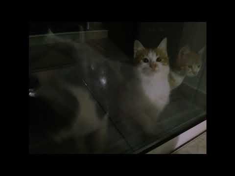 the cardigans - lovefool (sped up/nightcore)