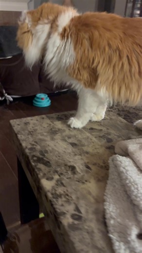 Daddy made me do it | Freeway the miracle kitty
