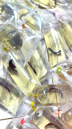 100+ Betta fish packing 😱// This Is How We Pack Bettas for Safe Delivery! 📦🐠 #bettasworld