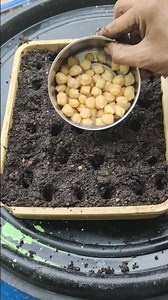 😱💯"How🔴😱 to Grow 🤯Chana Plant at Home Easy Tips for Beginners#organicgardening #shortsfeed