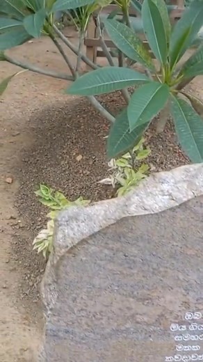 #pawan 😔🥀🌼 | SD Sanjaya