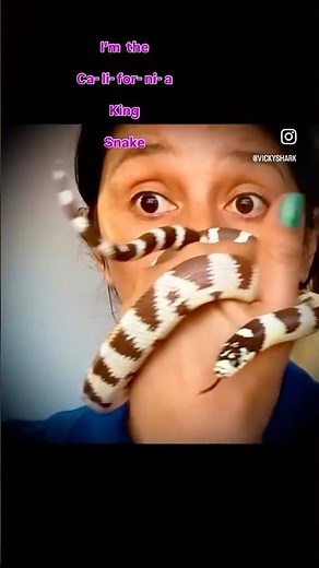 Meet the California KingSnake, Ruler of Dens!
