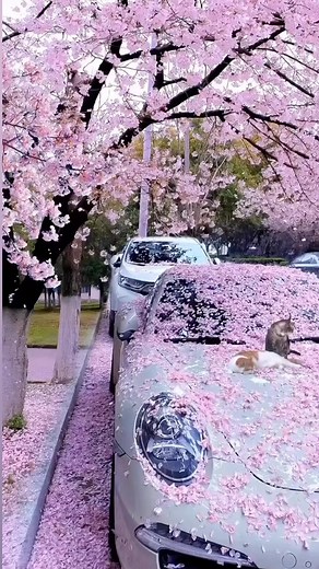 Basic Bitch Foundation