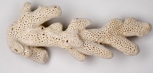 Cheap And Effective Methods Of Adding Calcium To A Shrimp Tank - ShrimpTips