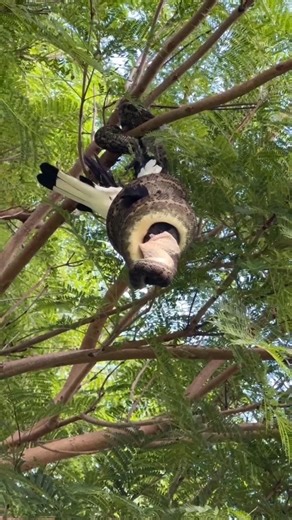 Python snake attacking a bird on tree branch.ऐसे में शिकारी ने तीर चला दिया।#shorts #amazon #africa