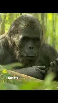 ​Der wahre King Kong 🦍💀 #gigantopithecus #urzeit #dokumentation #kong