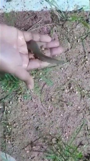Unbelievable Fishing Catch! 😱 #fishinglife #fish