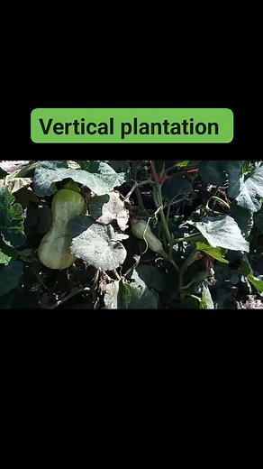 You can grow butternut and pumpkin vertically to maximize space. #homesteadinglife | Thembinkosi Matika