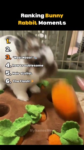 Ranking Bunny Rabbit Moments