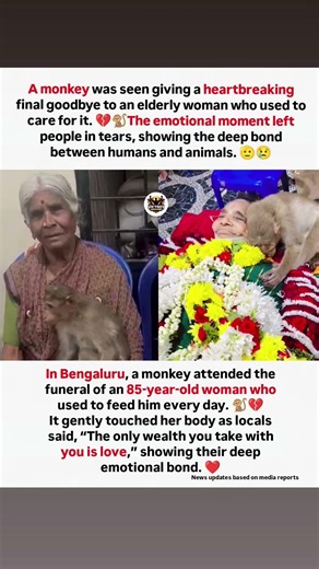 Monkey Attends Woman’s Funeral in Bengaluru – Emotional Goodbye 💔🐒😢 #tiktok_trending_song