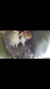 ARK Owl Boxes on Reels