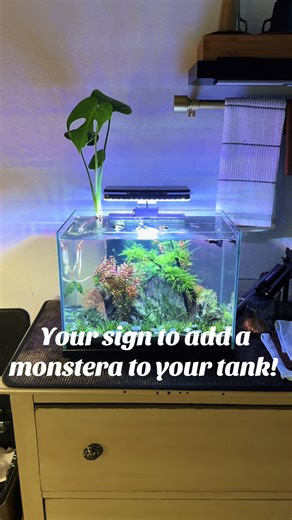 should I keep this monstera? #monstera #plantedtank #microtank #guppies