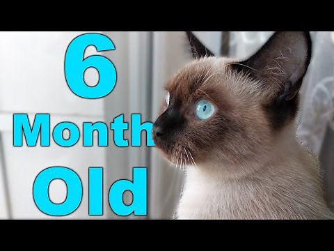Siamese Cat MİX Himalayan Cat, 6 month old cat