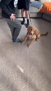 134K views · 1.3K reactions | 郎Our Secret To Stopping Jumping郎 #dogtraining #marylanddogtrainer #dogtips #dogtrainingadvice #doggo #clickertraining #dogtrainingtips # #certifieddogtrainer #dogclasses #puppyclass #puppyclasses #PrivateDogTraining #dogproblems #puppyproblems #puppyparents #nodogneedsashockcollar #positivereinforcement #positivereinforcementtraining #forcefreetraining #forcefreedogtraining #forcefree | Best Buddy Dog Trainer, LLC | Facebook