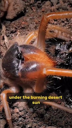 Camel Spider: Fast, Fearless, and Misunderstood!