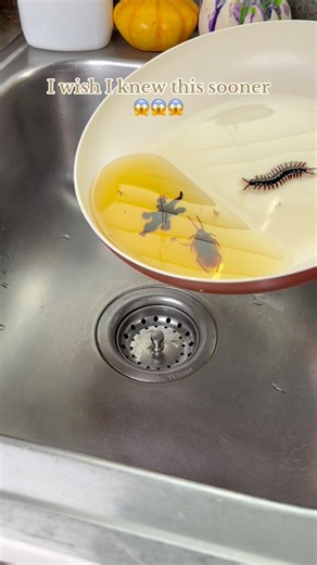 24K views · 70 reactions | Now I know how to dispose used frying oil so your landlord will thank you. #lifehack #hacklife #hack #useful #advice | VeraHacks | Facebook