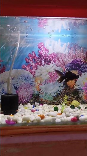 my fish aquarium