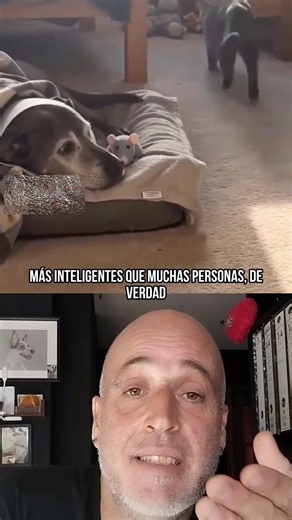 Así de maravillosos son los animales