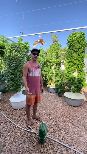 Harvesting zucchinis #zucchini #courgette #marrow #towergarden #aeroponics #verticalfarming #vegetablegarden #agriculture #potager #farming