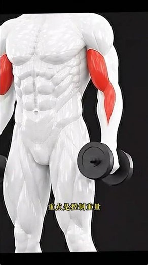 Top 4 Classic Bicep Curls for a Full and Thick Biceps Bicep Workout Focus Curls Hammer Cur
