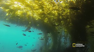 6.9K views · 90 reactions | The La Jolla Kelp Forest is one of the most unique underwater landscapes, where the kelp can grow from the ocean floor all the way to the water's surface. When Sharks Attack airs tonight at 9/8c as part of #Sharkfest on National Geographic. | National Geographic TV | Facebook