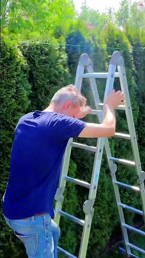 Pruning and shaping conifers