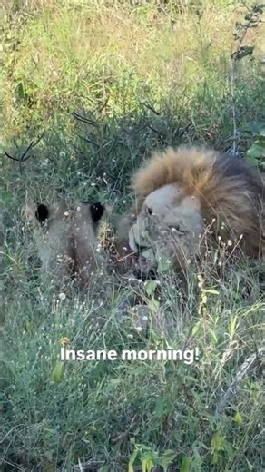 Huge Plains Camp Male Lion growling on his cub | #lion #wildlife #shorts