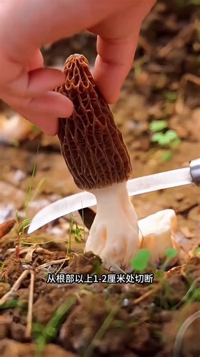 Gucchi Mushroom Harvesting Ki Technique 🍄 #shorts #fact