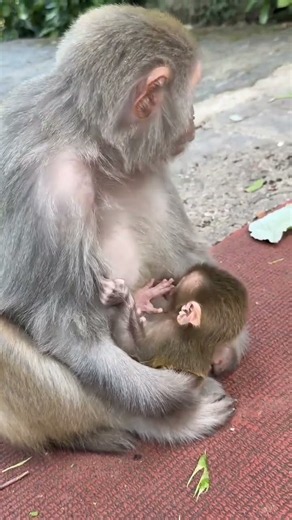Baby Monkey Lost His Pacifier And Cried So Much... Mom's Reaction 😭🍼🐒
