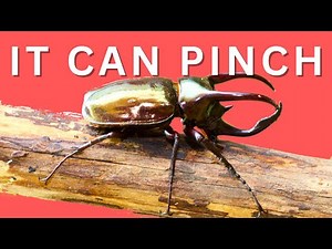 The Atlas Beetle has a SECRET WEAPON