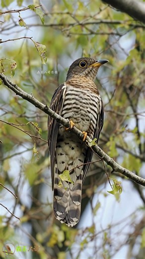 Indian Cuckoo call谁的童年，没有听过四声杜鹃？豌豆苞谷、算黄算割 #nature #birdsong #birds #birdsounds