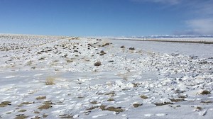 The Wyoming Department of Transportation has put up "elk crossing" signs on Highway 191 north of Farson and south of Pinedale in the Green River Basin. WMI's Greg Nickerson looks at what elk are eating along this 15-mile stretch of highway near the Big Sandy River. There are quite a few similar wildlife alerts on WYDOT's Wyoming Travel Information Map and mobile app: https://map.wyoroad.info/wtimap/index.html Kudos to WYDOT for alerting drivers and helping keep migratory elk safe on their winter