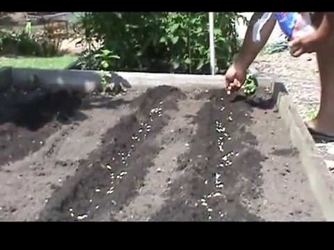 How to Plant Green Beans