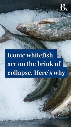 A staple in this corner of the world for thousands of years, lake whitefish is practically revered: Michigan has bodies of water named after it, festivals in its honor and a commercial fishing industry based upon it. “It’s synonymous with Great Lakes food and Great Lakes living,” said Maureen Abood, a cookbook author who spent childhood summers eating baked whitefish during family visits to Harbor Springs. The fish is also on the brink of collapse in lakes Huron and Michigan, mainly due to invas