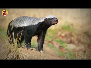 Unbelievable moments Honey Badger Attacks Caught On Camera | Carmen Informativo