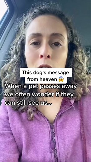 Do Pets Really See Us from Heaven? A Heartwarming Story