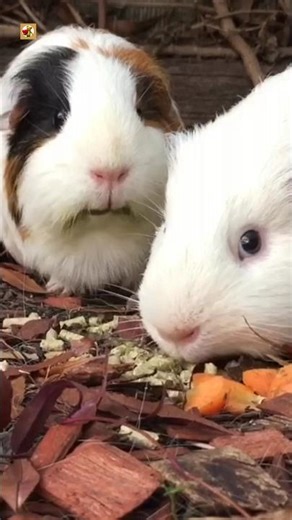 Guinea Pig Sound (Loud guinea pig) (2)