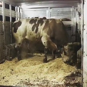 283K views · 5.9K reactions | Hitting the road to Fairfax, Virginia! PBR Ariat Barrett Trailers, LLC #ProVantage Tennessee tomorrow, Maryland Friday! | MCCOY RANCH | Facebook