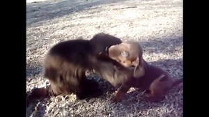 People_And_Animal_Hugging_Each_Other_With_Love_(heartwarming_and_touching_video)