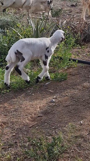 Mini goat farm backyard