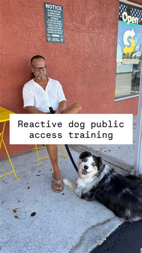 Day two of training with a resource guarding, biting dog. Buddys with us because he has a tendency to become possessive of the people closest to him, and he has no problem putting his mouth on people when he’s uncomfortable. He actually bit the transportation driver on his way down here from Maine. Buddy already has decent on leash obedience— he doesn’t need more. (We will eventually add e collar training to his skillset, but his basics are good enough that we can start proofing them NOW) there 