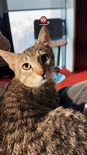 🐈🐈🐈 | Kiss FM