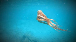 Aliens among us Like share comment! | The Ancient World Reimagined