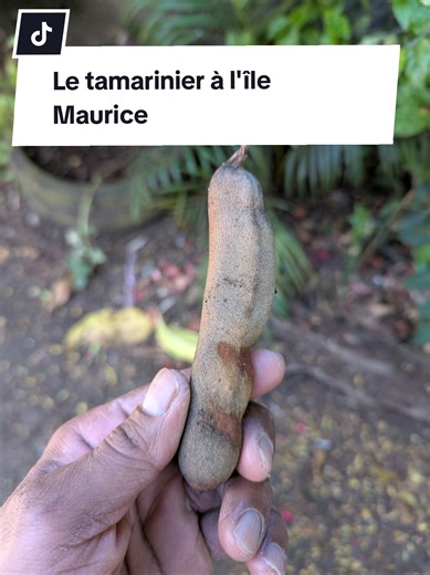 Aujourd’hui je vous parle d’un arbre très connu à l’île Maurice : le tamarinier. On le reconnaît facilement à ses longues gousses marron qui contiennent une pulpe sucrée et acidulée. Le tamarinier est un arbre tropical qui peut vivre plus de 100 ans et mesurer jusqu’à 20 mètres de haut. On le trouve un peu partout à Maurice, souvent dans les cours, les jardins et même au bord des routes. À Maurice, le tamarin est surtout utilisé en cuisine : dans les jus, les bonbons, les chutneys ou même certai