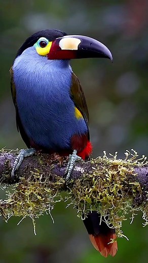 Discover the Colorful World of Toucans in Nature