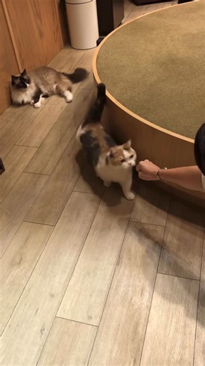 ｼﾐｯﾁｬﾝ!〈猫カフェmocha公式アカウント〉 on Instagram: "⁡ ⁡ 力強く頭をスリスリしてくる子にやっちゃう挨拶 ⁡ ⁡ ⁡ ❁⃘❁┈┈┈┈┈┈┈┈┈┈┈┈┈┈┈┈┈┈❁❁⃘ ･猫カフェmocha池袋本店 ･10:00〜21:00(20:30最終受付) ※6歳以上から入店可能 ❁⃘❁┈┈┈┈┈┈┈┈┈┈┈┈┈┈┈┈┈┈❁❁⃘ ⁡ #猫カフェmocha池袋本店 #mochaタロ美 #mochaこのみ #挨拶#猫カフェ店員"