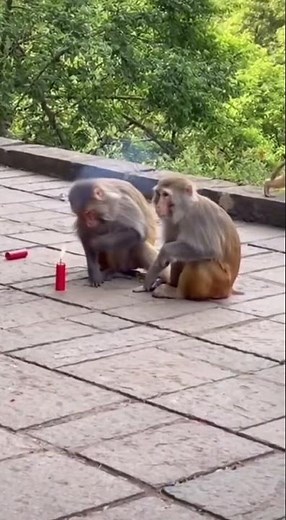 He Pranked the WRONG Monkeys! 🤣🐒🔥#shorts #monkey#animals #cuteanimals